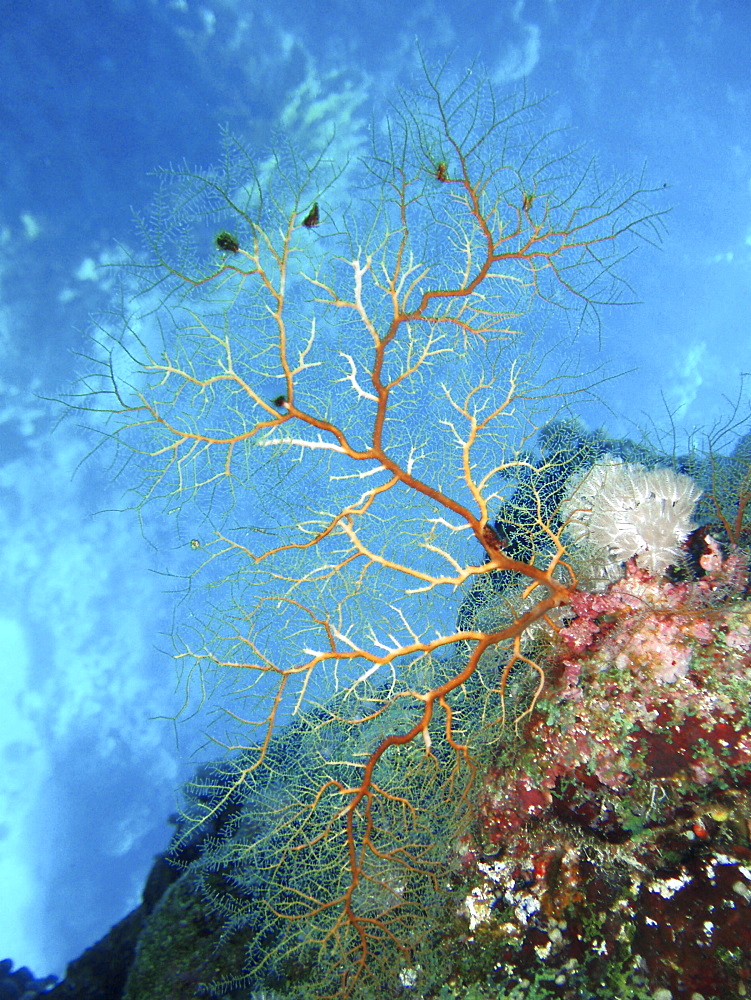 Coral species. Southern Red Sea, Egypt.   (RR)