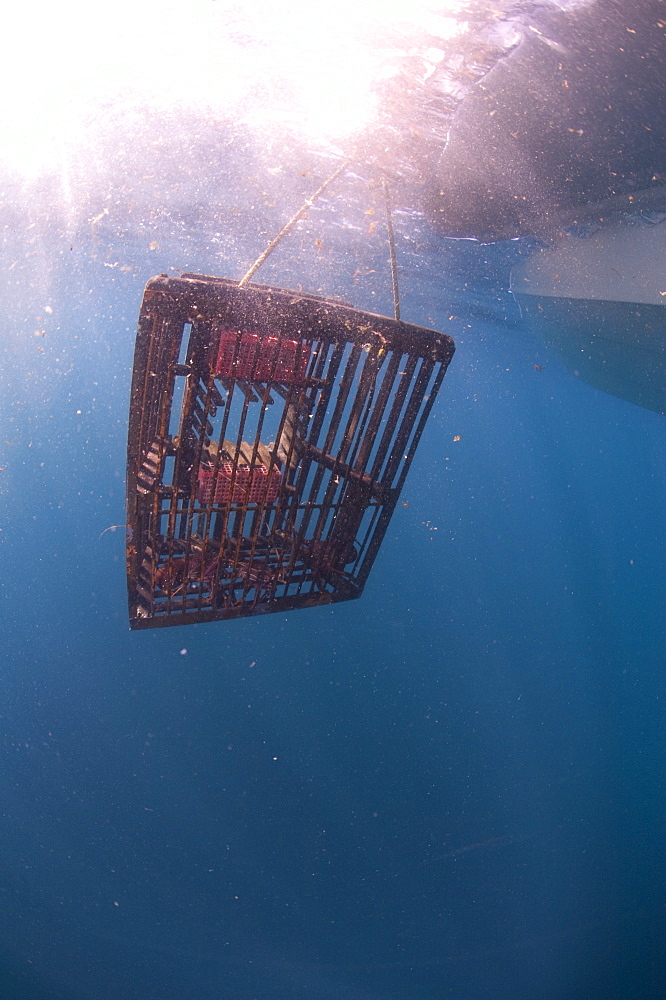 cray pot, wild, day, Western Australian rock lobster (panulirus cygnus), marine protected area, free-diving off Rottnest Island, Western Australia, Indian Ocean. MORE INFO: checking pots for crayfish, catch and release if to small or females with eggs.