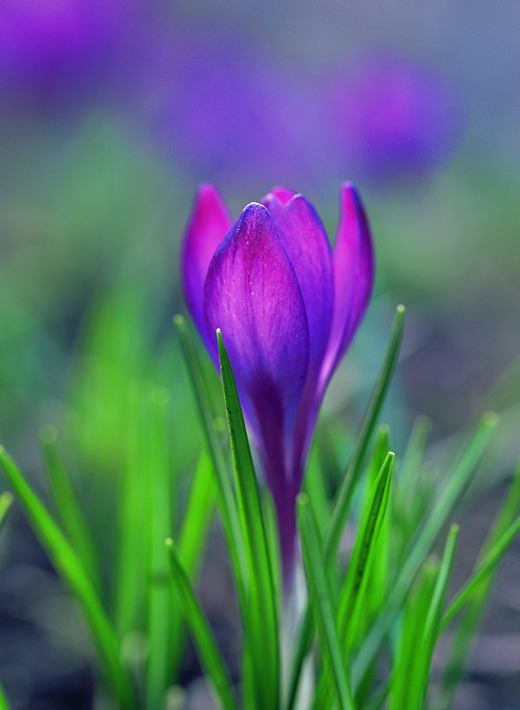 Spring crocus (Crocus vernus), UK