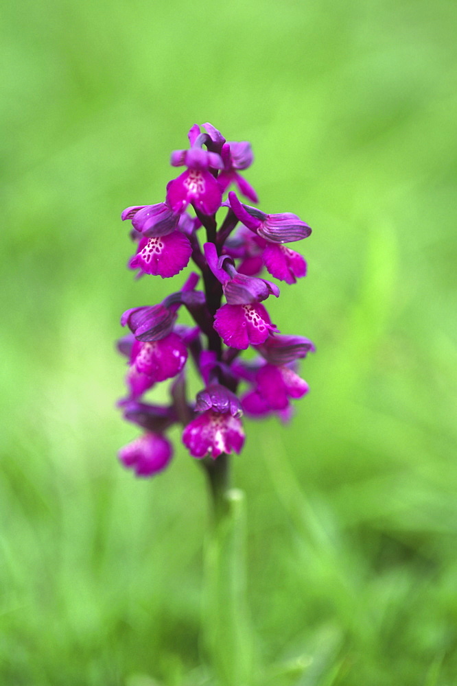 Early purple orchid (Orchis mascula), UK