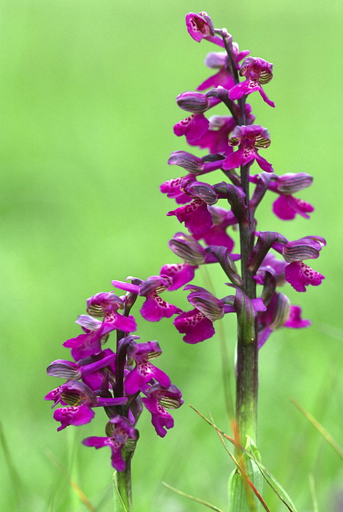 Green winged orchids (Orchis morio), UK