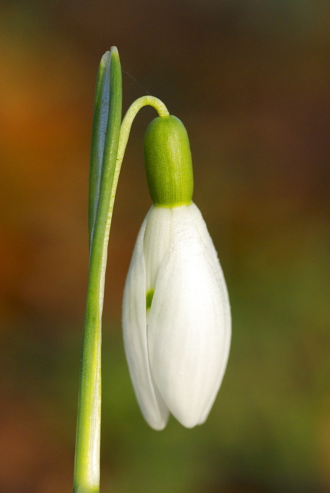 Snowdrop (Galanthus nivalis), UK