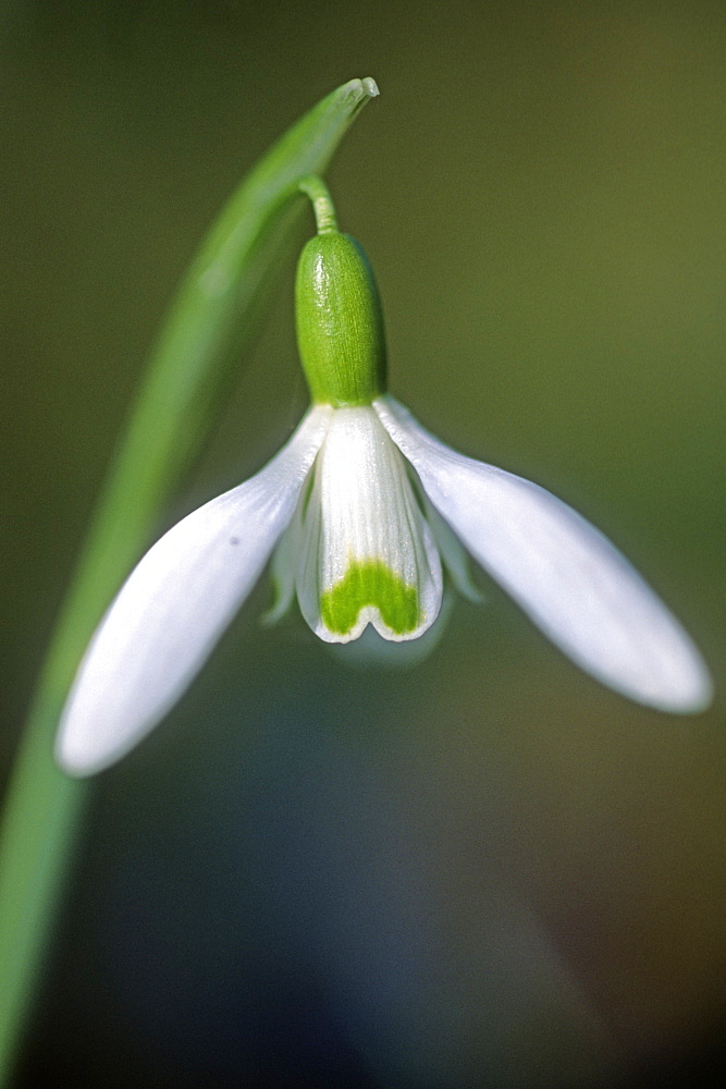 Snopdrop (Galanthus nivalis) portrait, UK