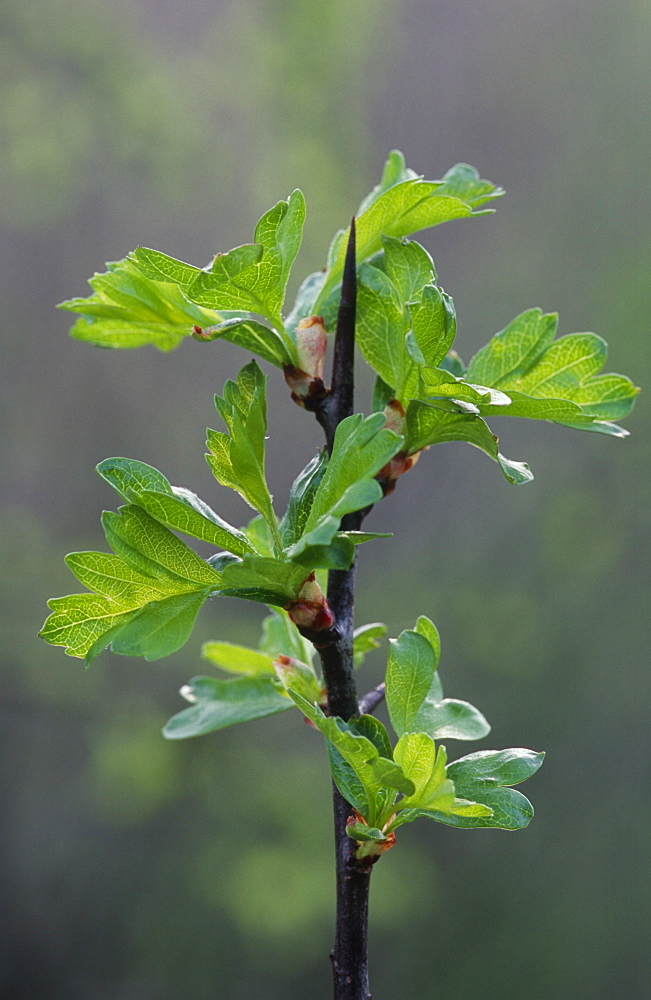 Hawthorn leaves (Crataegus monogyna), UK