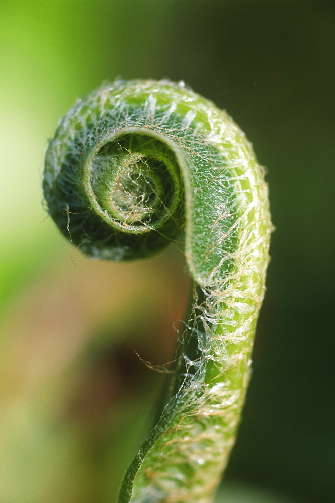 Hartstongue fern (Phyllitis scolopendrium) unfolding, UK