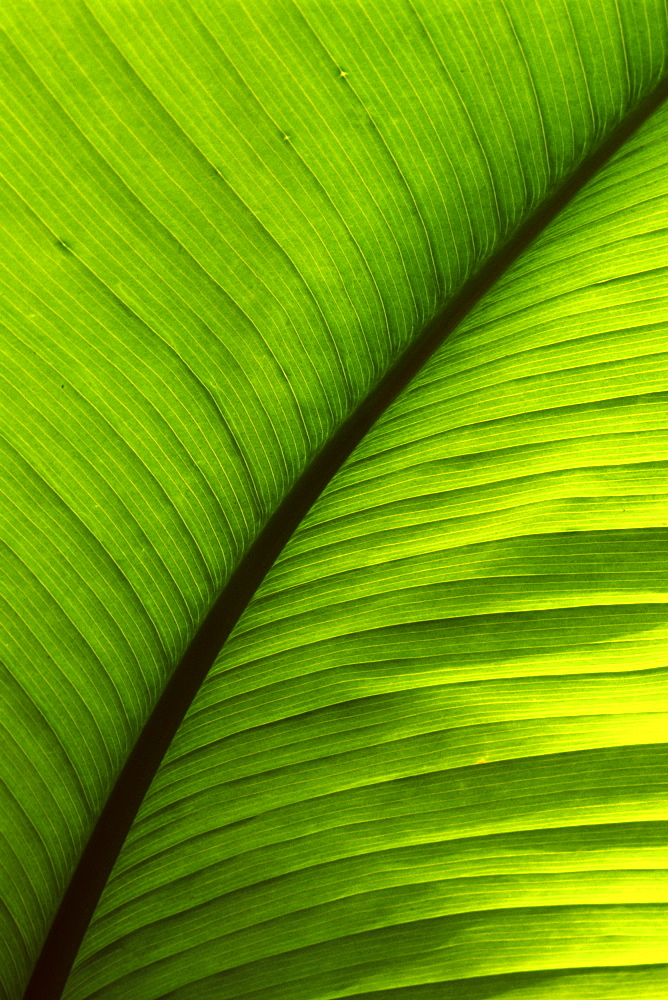 Banana leaf abstract, West Java, Indonesia