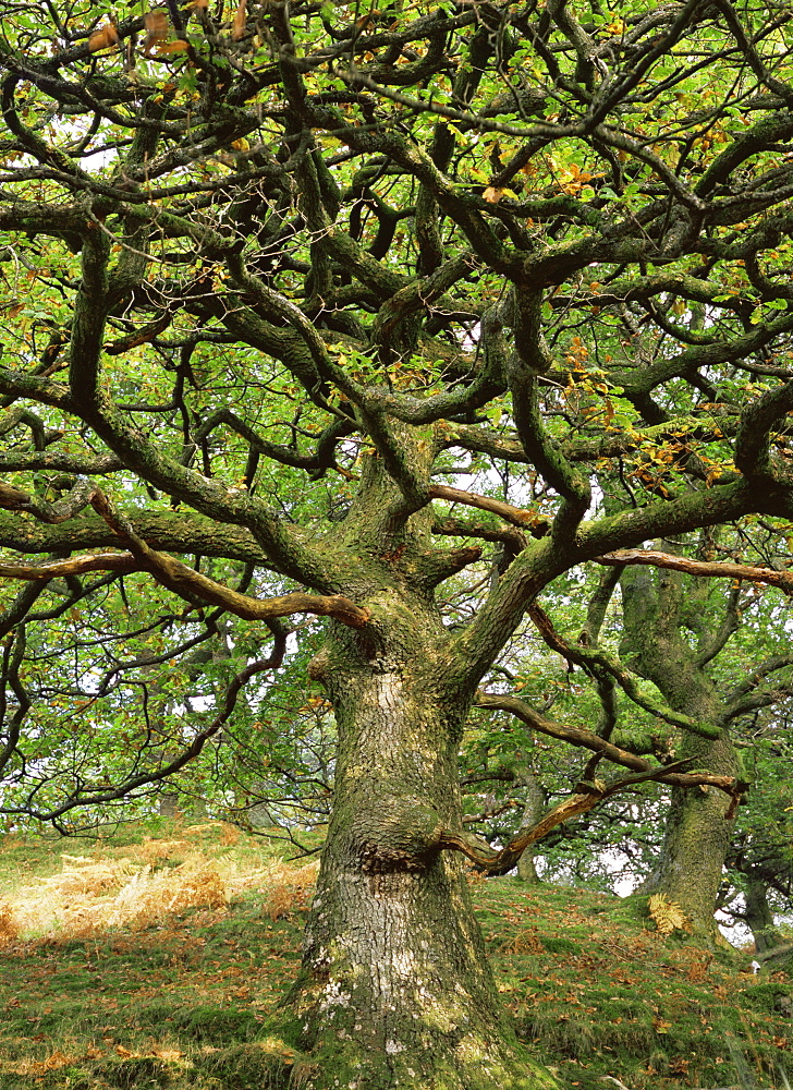 Sessile oak tree (Quercus petraea), UK