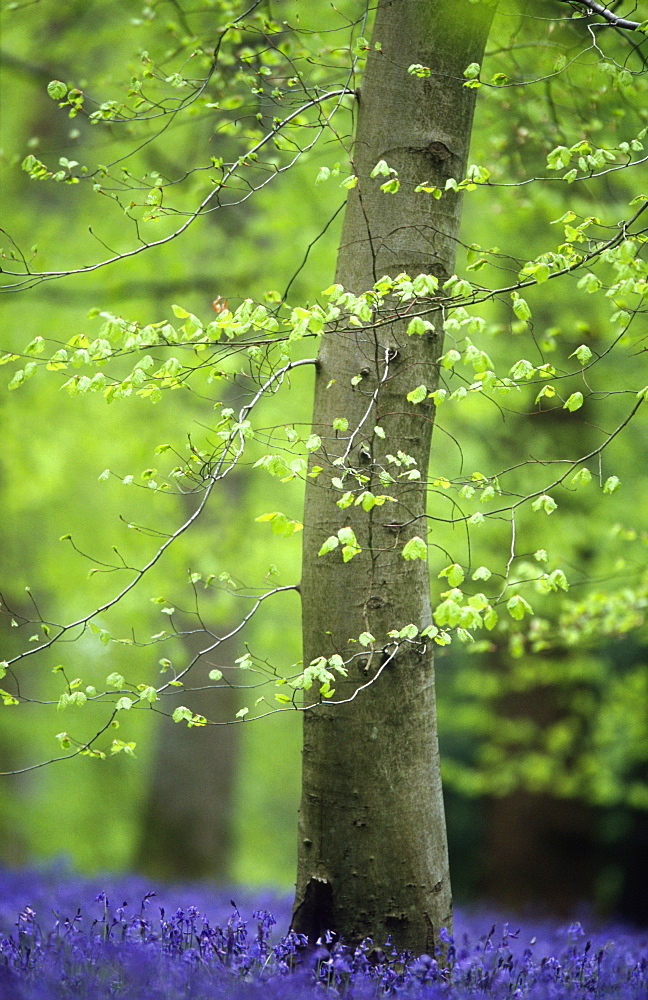 Beech leaves (Fagus sylvatica) in spring and bluebells (Hyacinthoides non-scripta)