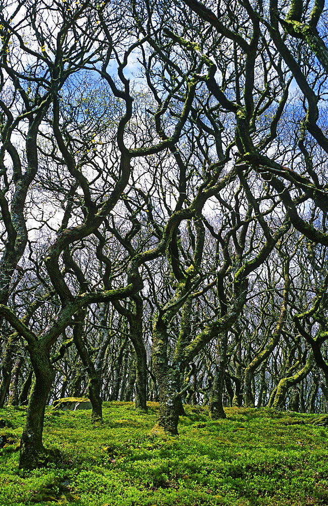 Sessile oak (Quercus petraea) woodland, UK.