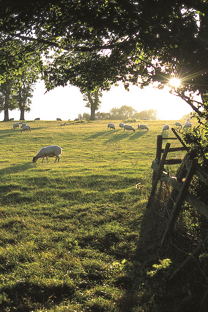 Sheep grazing in English field, UK.