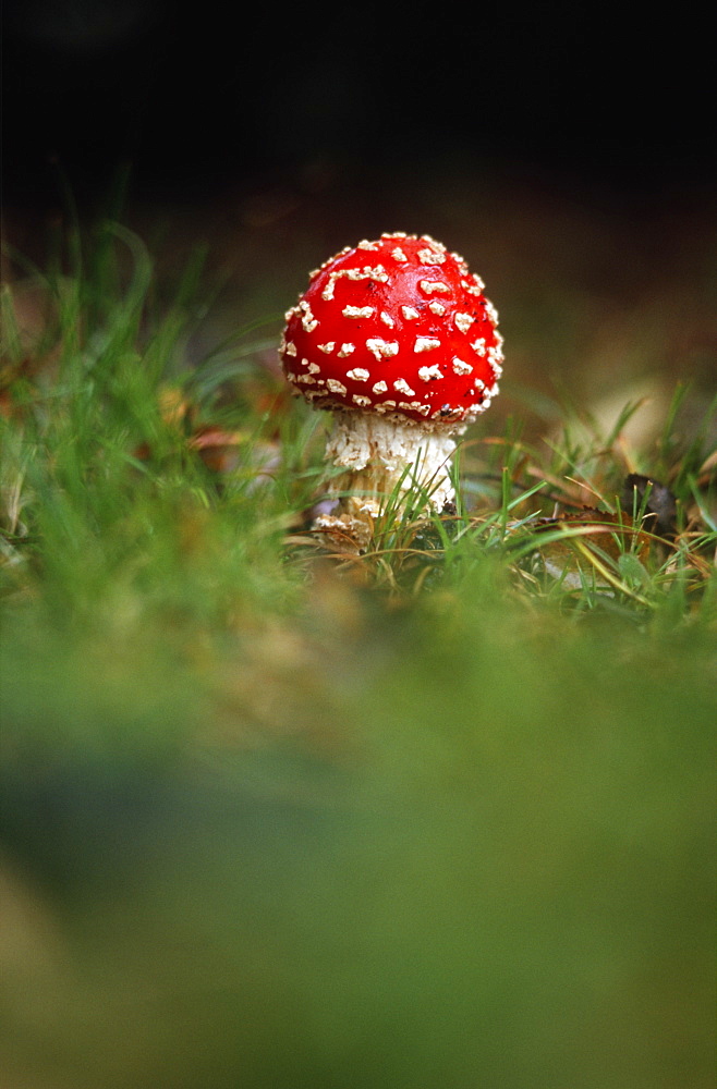 Poisonous Fly agaric (Amanita muscaria) toadstool, UK