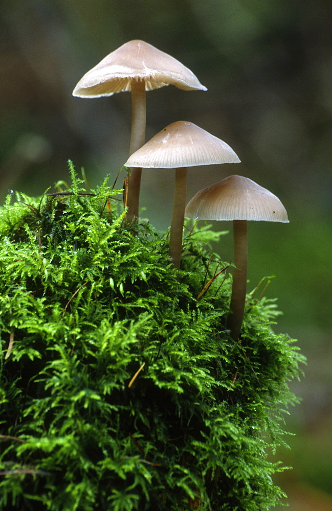 Fungi (Mycena sp.) on rotting tree stump, UK