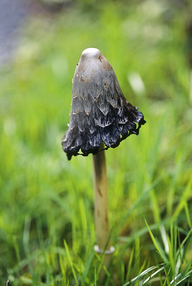 Shaggy ink cap (Coprinus comatus) mushroom, UK.