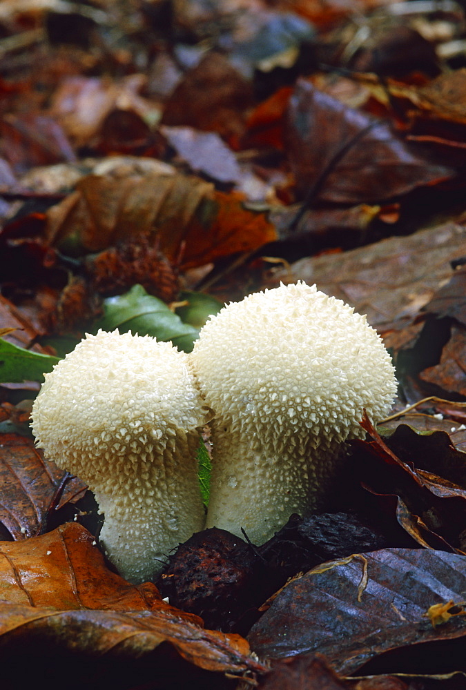 Common puffball (Lycoperdon perlatum), UK