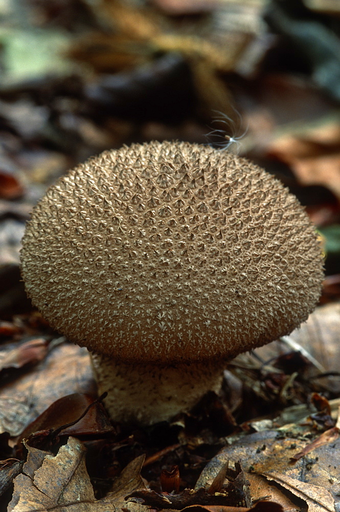 Fungus in a beech woodland (Lycoperdon echinatum)