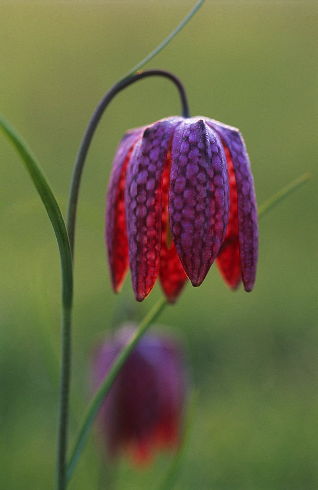 Snake's head fritillary (Fritillaria meleagris), Oxfordshire, UK