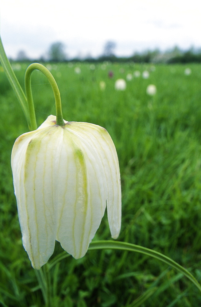 Snakes head fritillary (Fritillaria meleagris) flower, UK.