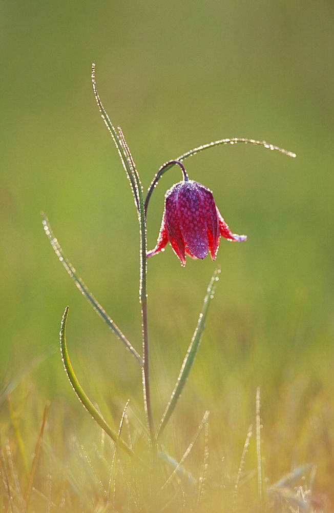 Snake's head fritillary (Fritillaria meleagris), UK