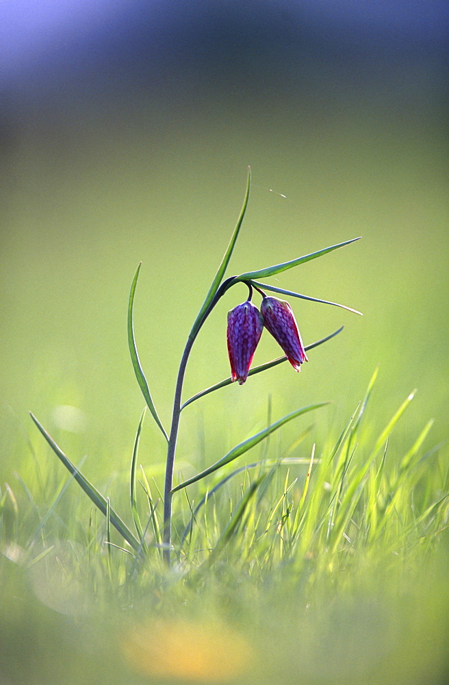 Snake's head fritillary (Fritillaria meleagris), Oxfordshire, UK