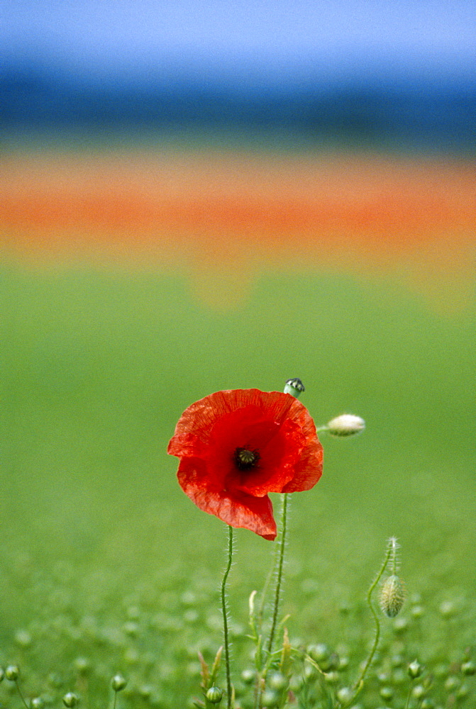 Common poppy (papaver rhoeas) in Linseed field, UK