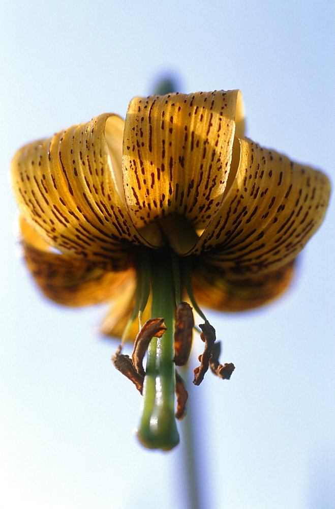 Pyrenean lily (Lilium pyreaicum) portrait, North Devon, UK