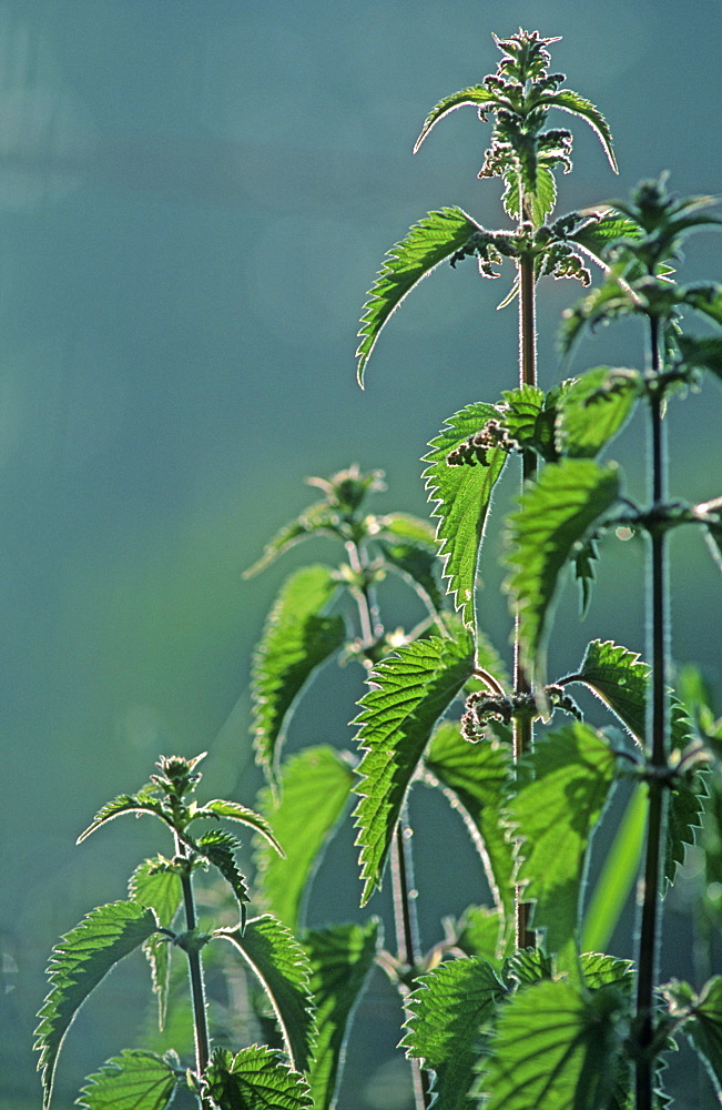 Common nettles (Urtica dioica) portrait, UK