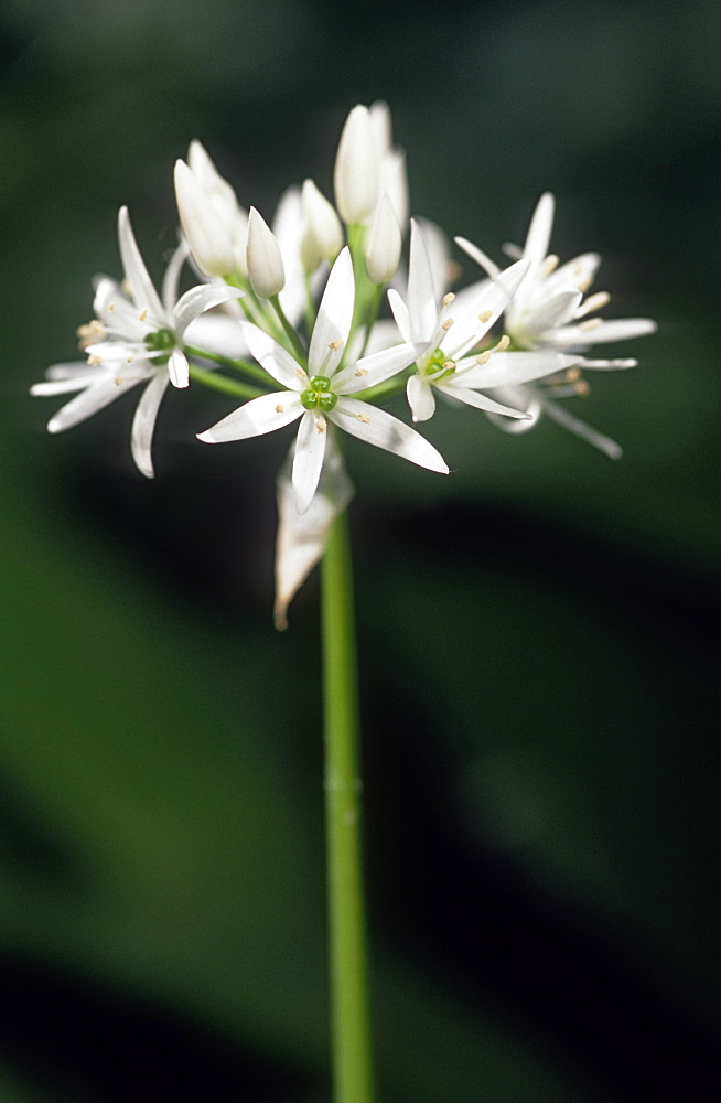 Wild galric aka. Ramson (Allium ursinum), UK