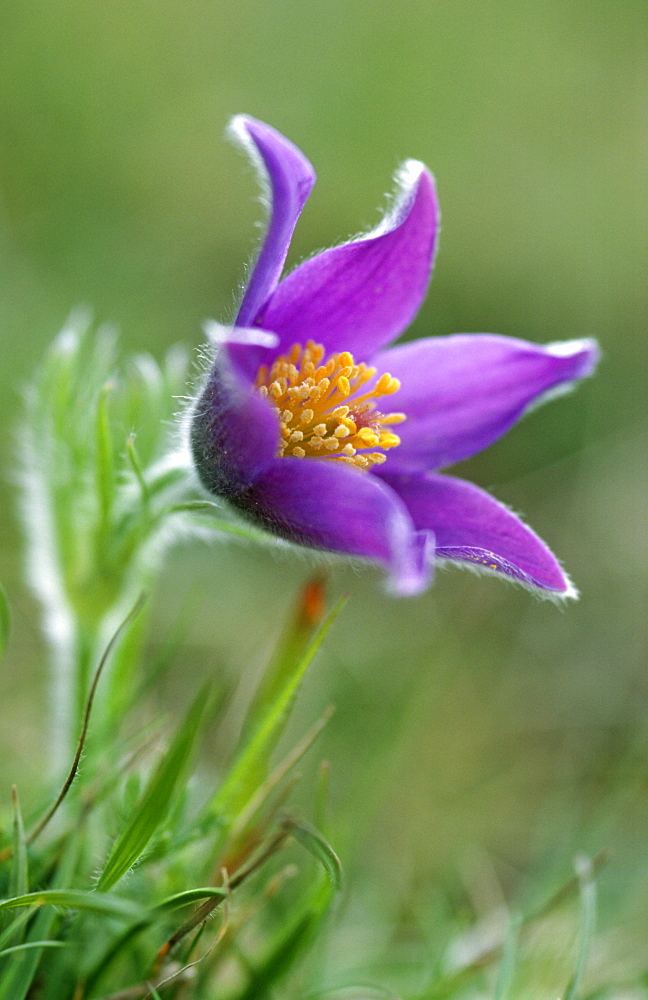 Pasque flower (Pulsatilla vulgaris), UK