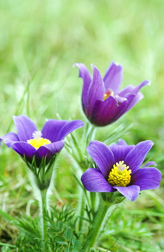 Pasque flower (Pulsatilla vulgaris), UK