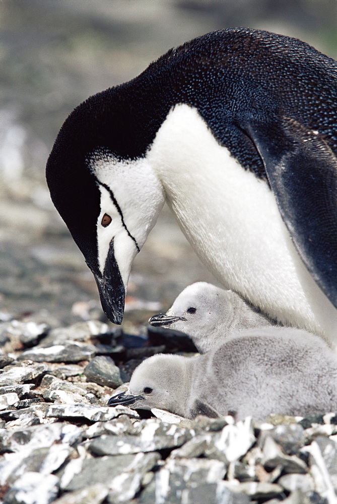 Chinstrap penguin (Pygoscelis antarctica) with chicks, Hannah Point, Antarctica, Southern Ocean.