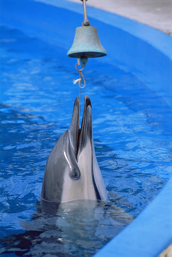 Common dolphins (Delphinus delphis) ringing bell in captivity at Napier Marine Land, Napier, New Zealand, South Pacific