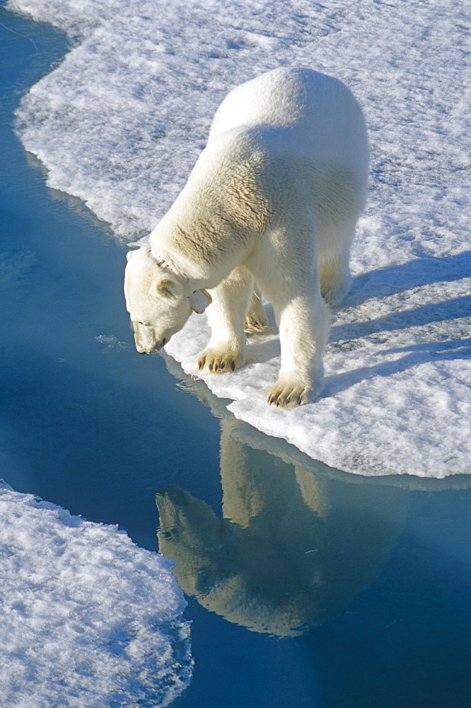 Polar Bear (Ursus maritimus). Wild, large adult male with radio tracking collar. Spitzbergen, Polar high Arctic, North Atlantic.