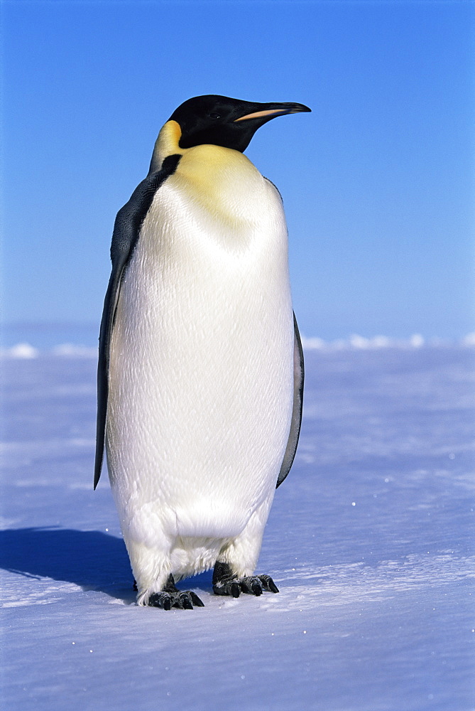 Emperor penguin (Aptenodytes forsteri) on land, Ross Sea, Antarctica, Southern Ocean