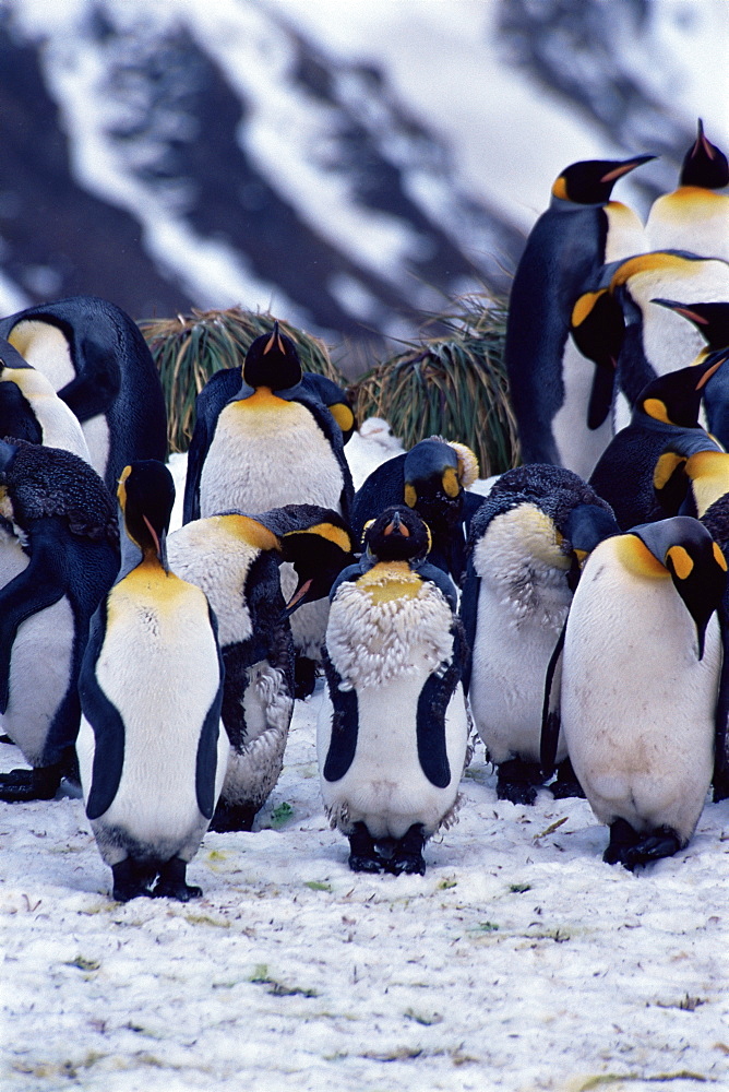 King penguins (Aptenodytes patagonicus), South Georgia, Antarctica, Southern Ocean. 