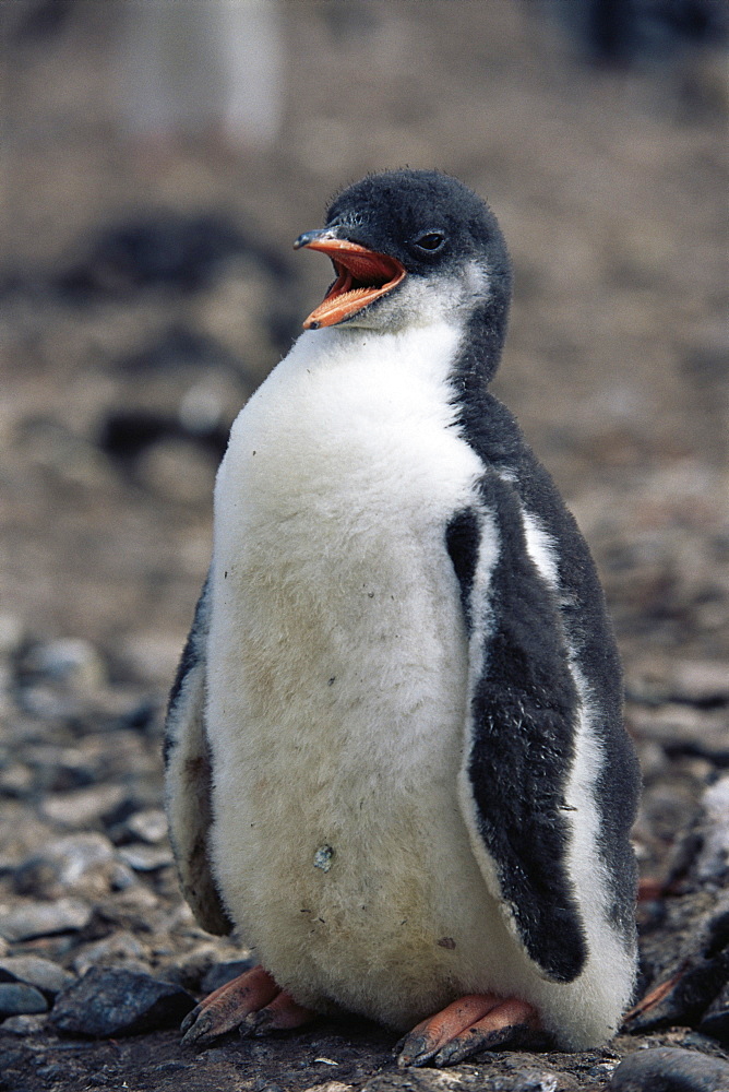 Gentoo penguin (Pygoscelis papua) chick, Cuverville Island, Antarctica, Southern Ocean.