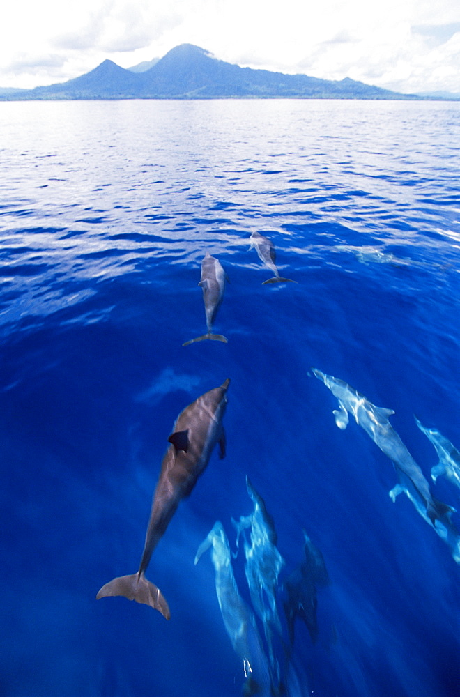 Spinner dolphins (Stenella longirostris), Kimbe Bay, West New Britain Island, Papua New Guinea, South Pacific