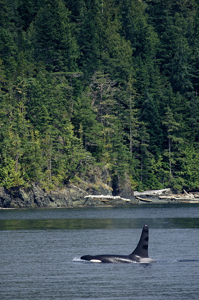 Killer whale (Orcinus orca), adult male, passing down Johnston Straight. Vancouver Island, Canada.