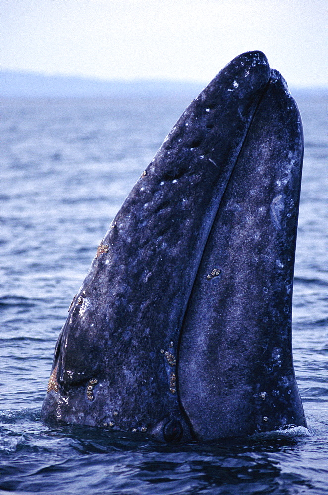 Grey whale (Eschrichtius robustus) spyhopping Baja, California.