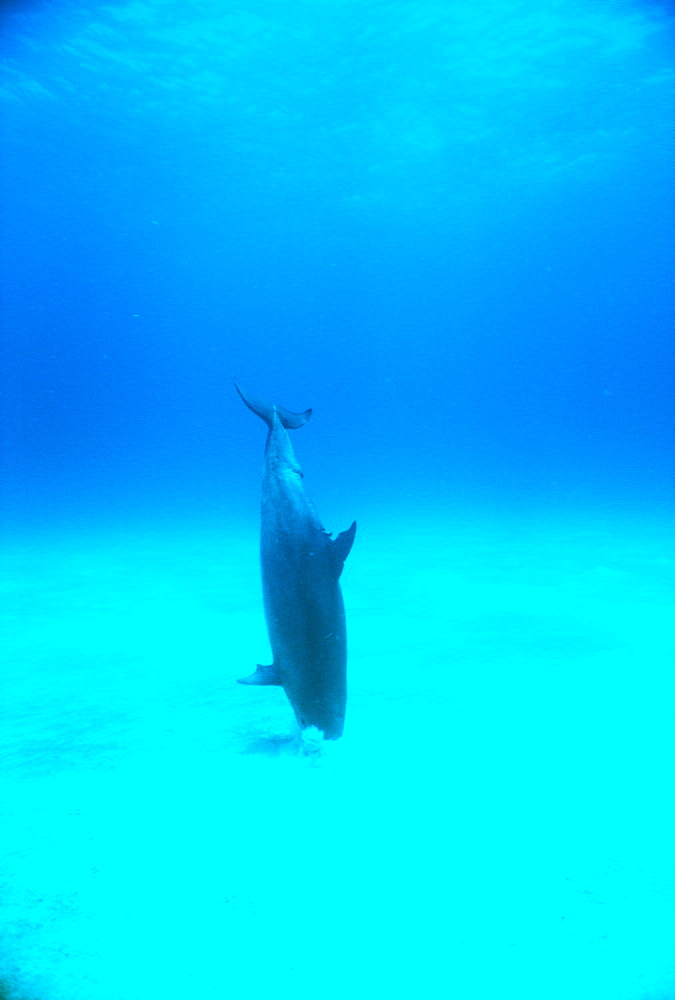 Bottlenose dolphin (Tursiops truncatus). Underwater crater, feeding on sandy bottom. Bahamas.