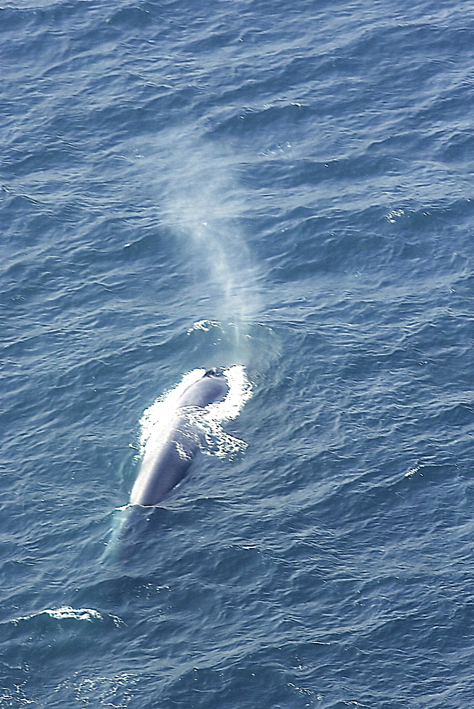 Blue whale (Balaenoptera muscularis) showing characteristic column of spray as it breaths. Aerial photograph. Husavik, Iceland   (RR)