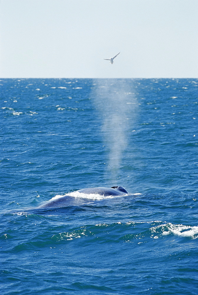 Blue whale blowing at surface (Balaenoptera musculus) Fulmar caught in spray, West of Iceland