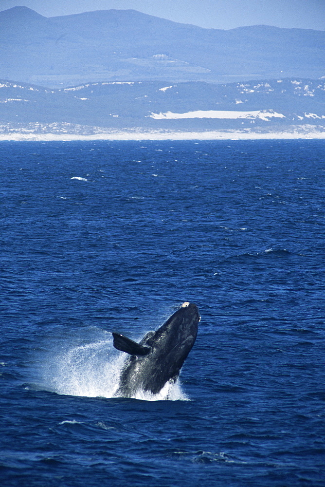 Southern right whale (Balaena glacialis australis). sequence 1/2 South Africa