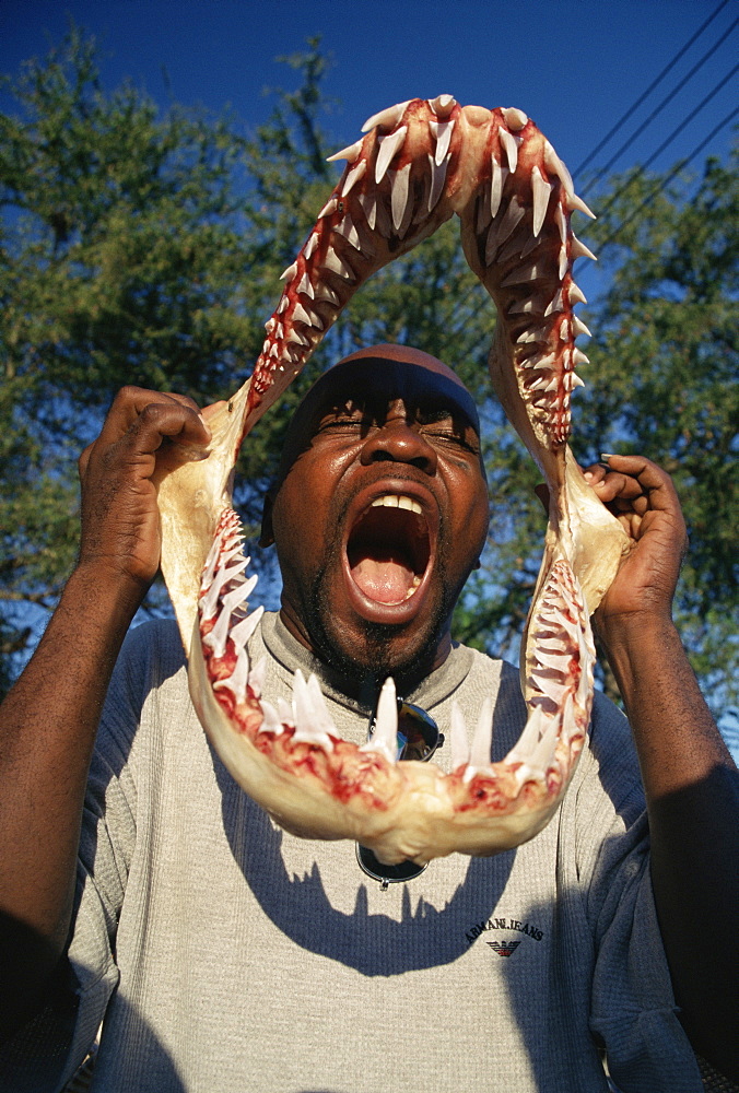 Fishermen displaying Tiger shark (Galeocerdo cuvier) jaw in the fish market. Dar es Salaam, Tanzania