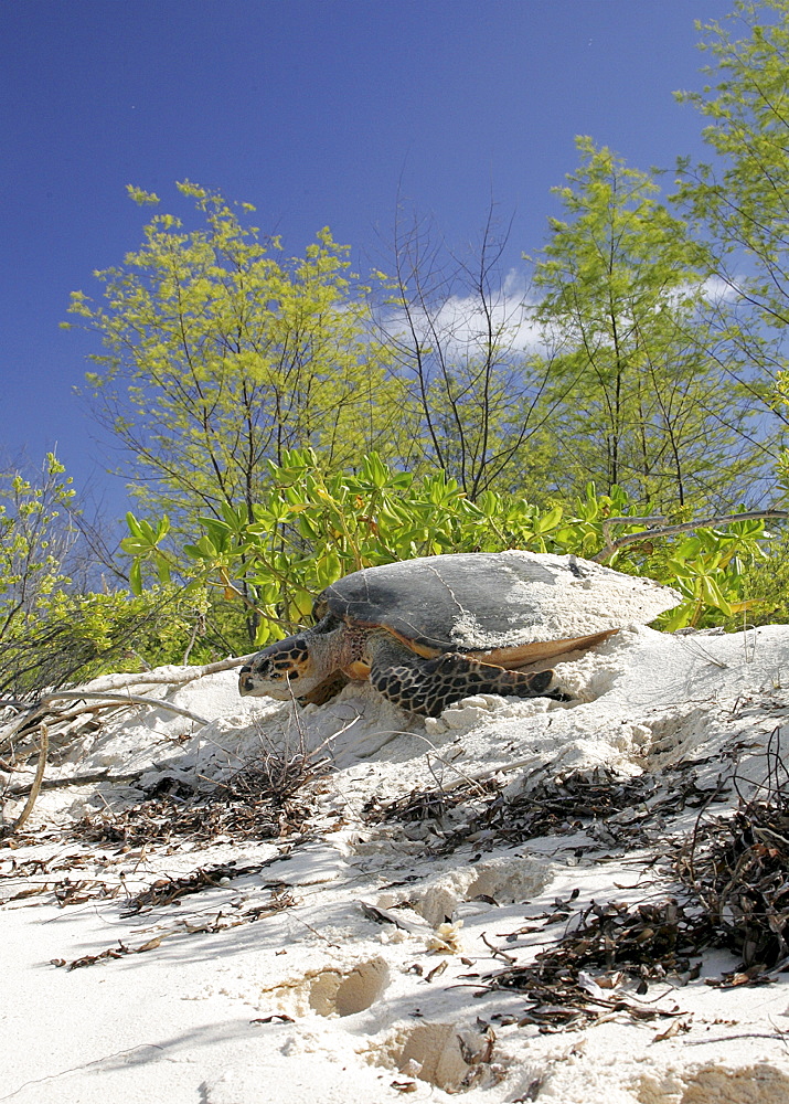 Hawksbill turtle (Eretmochelys imbricata) - adult female returning to sea after laying eggs in the sand. Bird Island, Seychelles, Indian Ocean.    (RR)  