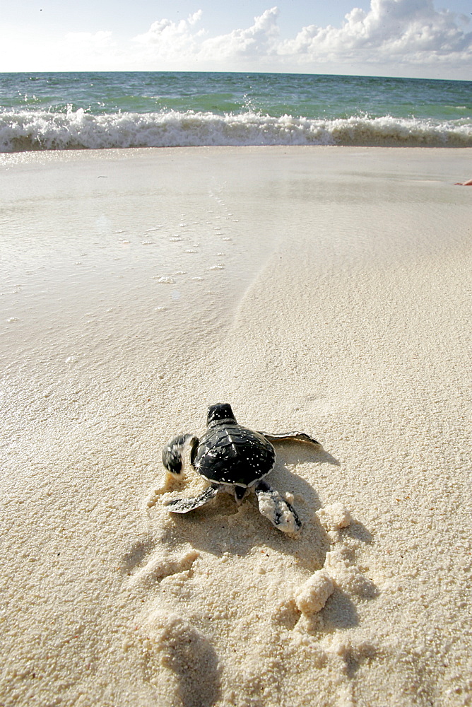 Green turtle (Chelonia mydas) - hatchling returning to the sea only hours old. Bird Island, Seychelles, Indian Ocean   (RR)