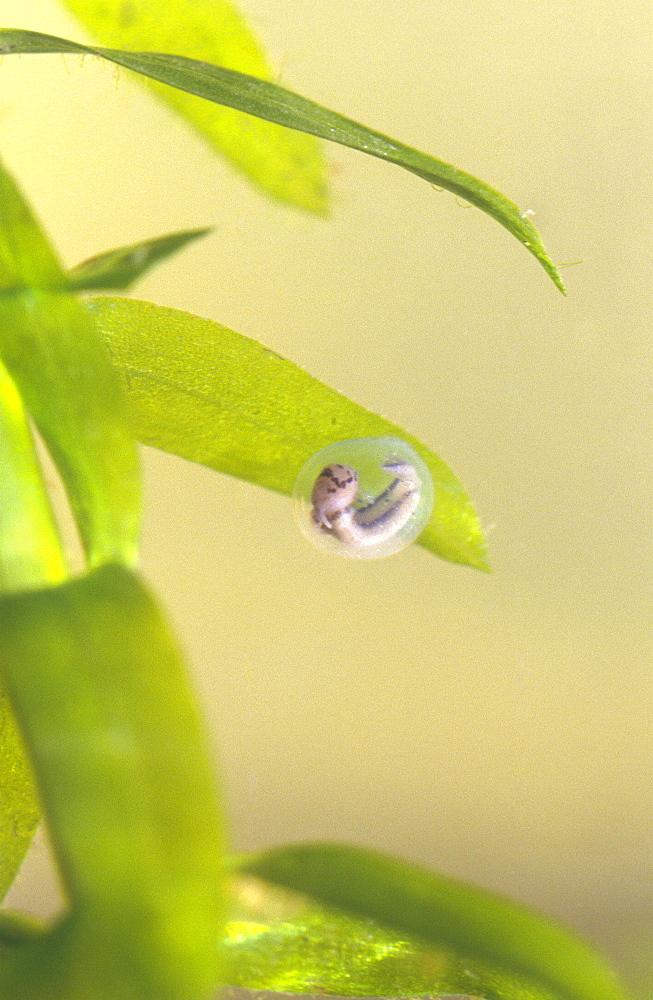 Smooth newt embryo (Triturus vulgaris). Two weeks old - wrapped in pond weed (Elodia crispa), Bristol UK.   (RR)