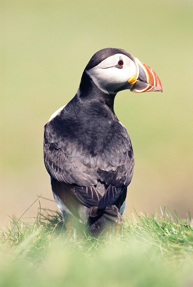 Atlantic puffin portrait (Fratercula arctica) Treshinsh Islands, Hebrides, Scotland