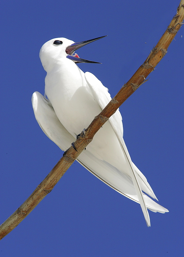 White / Fairy tern (Gygis alba) resting on branch. Bird Island, Seychelles, Indian Ocean    (RR)  