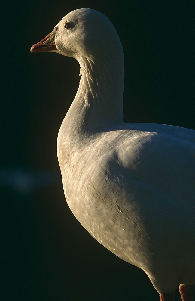 Snow goose. Churchill, Canada.