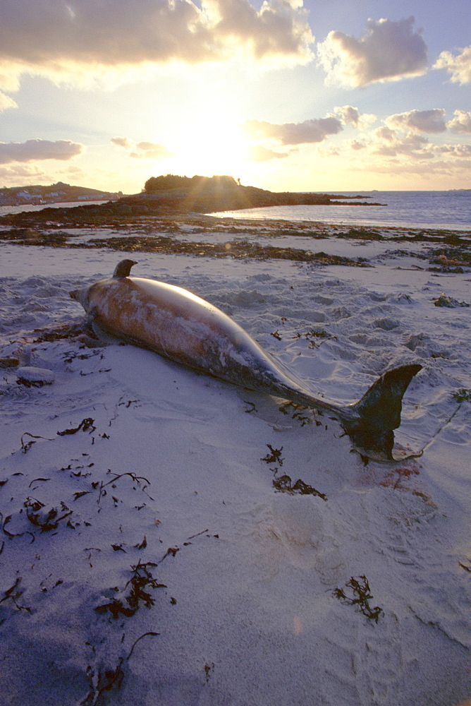 Striped dolphin (Stenella coeruleoalba) washed up dead on a beach. Scilly Isles, UK